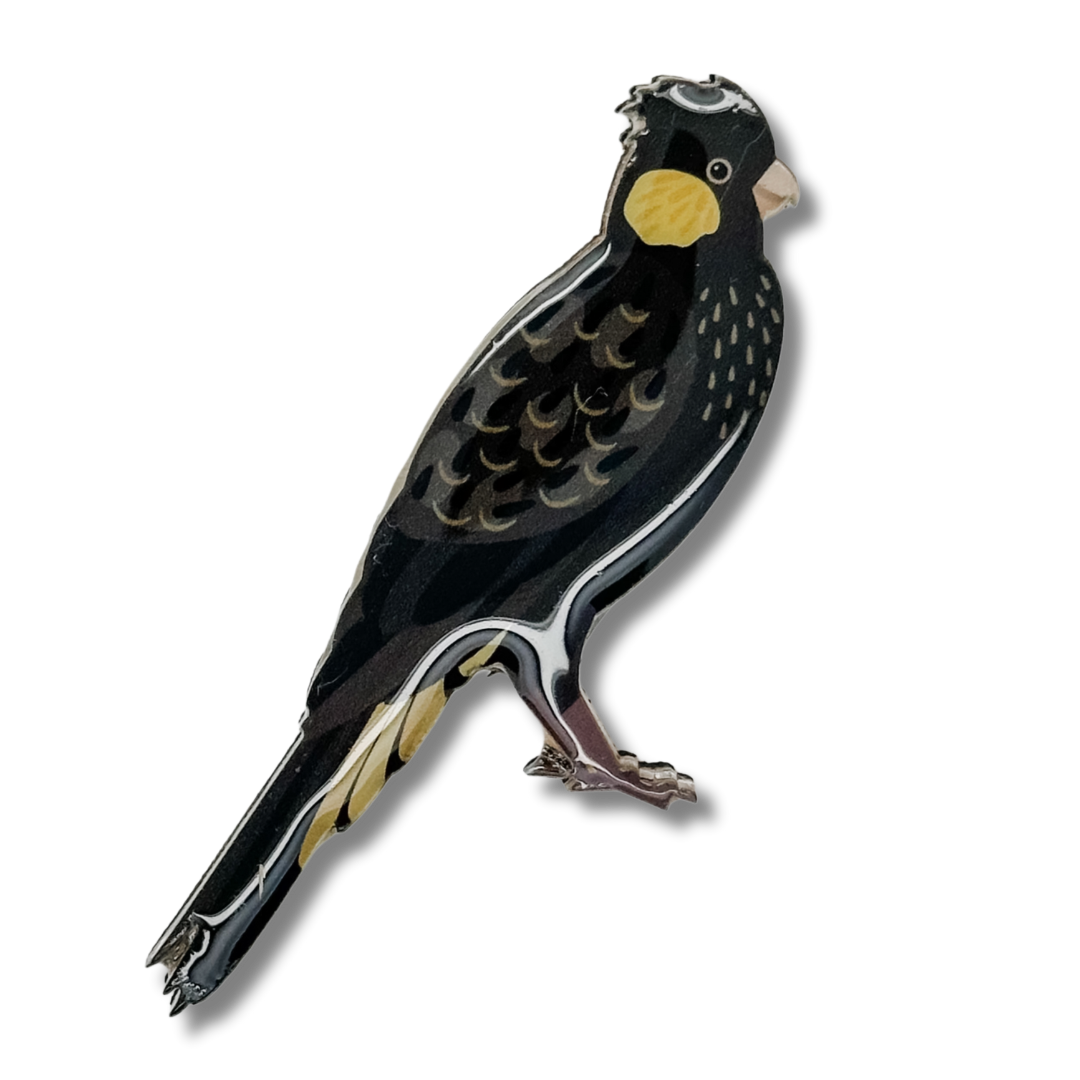 Yellow-tailed Black-cockatoo Brooch