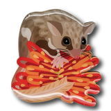 Feathertail Glider Brooch
