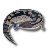 Bluetongue Lizard Brooch
