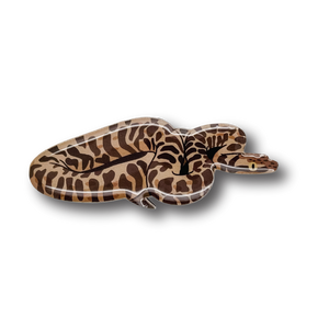 Stimson's Python Brooch