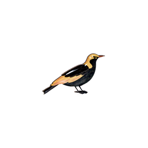 Bowerbird - Regent Bowerbird Brooch