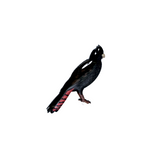 Cockatoo - Red-tailed Black Cockatoo Brooch