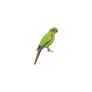 Parrot - Swift Parrot Brooch