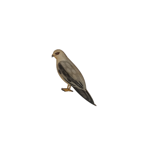 Kite - Black-shouldered Kite Brooch